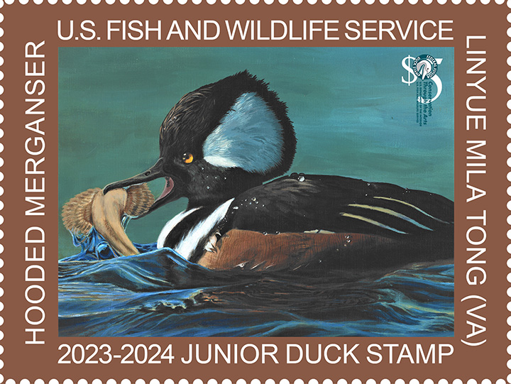 Junior Duck Stamp Contest 2024 Total Entries Grazia Lulita